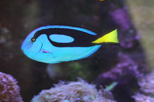 Dory the blue tang